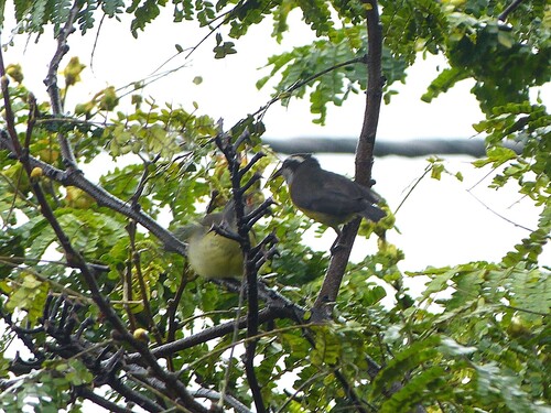 Bananaquit