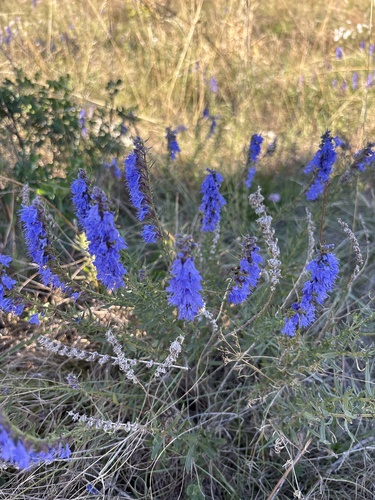Rock Hyssop