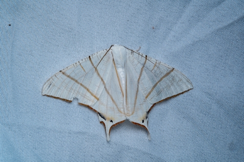 Clara's Swallowtailed Moth
