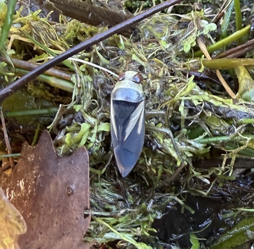 Notonecta obliqua