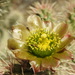 Cylindropuntia alcahes - Photo (c) Laura Martinez Rios, all rights reserved, uploaded by Laura Martinez Rios