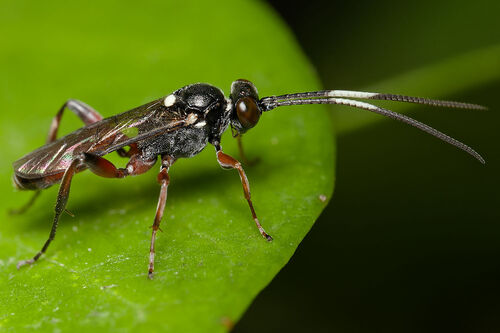 Apaeleticus bellicosus