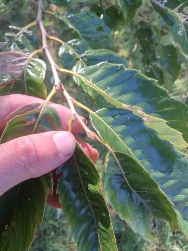 Chinese chestnut