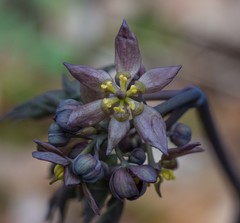 Early Blue Cohosh - Photo (c) Chris Fastie, all rights reserved, uploaded by Chris Fastie