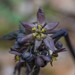Caulophyllum giganteum - Photo (c) Chris Fastie, כל הזכויות שמורות, הועלה על ידי Chris Fastie