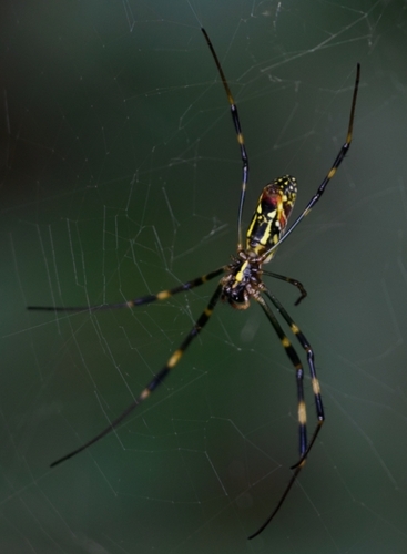 Joro Spider