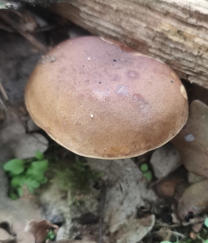 Bay Bolete