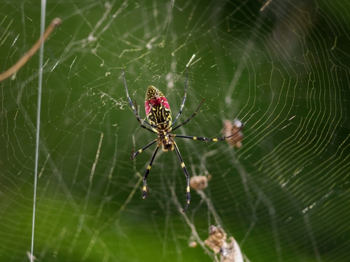 Joro Spider