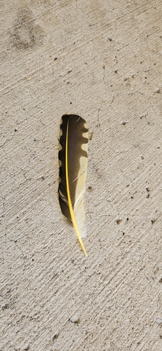 Northern Flicker