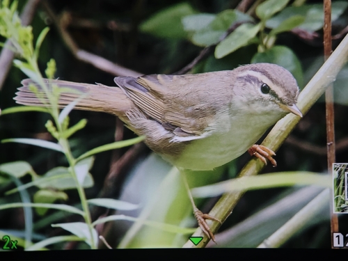 Radde's Warbler