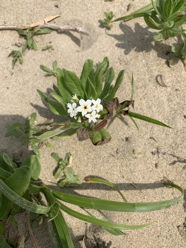 Siberian Sea-rosemary