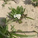 Heliotropium japonicum - Photo (c) kazumi shibuta, all rights reserved, uploaded by kazumi shibuta
