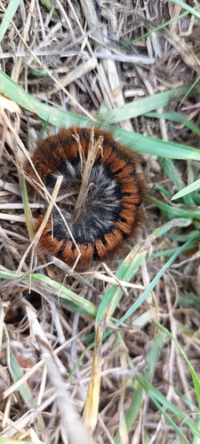 Fox Moth