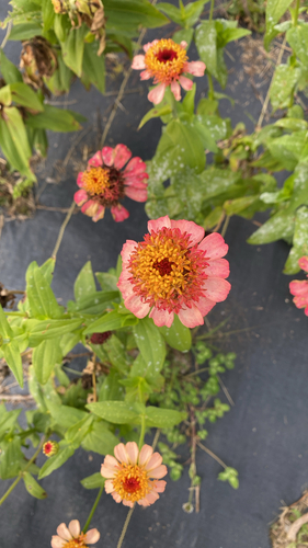 Elegant Zinnia