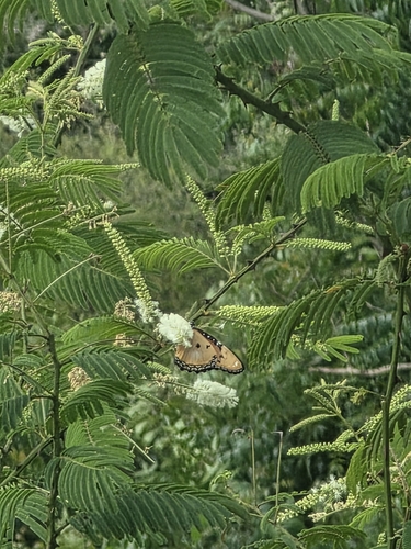 Danaid Eggfly