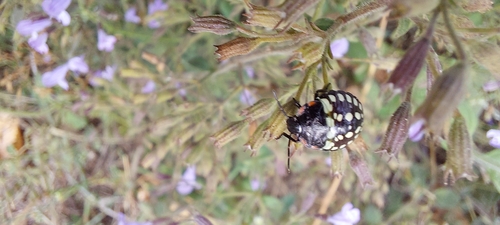 Southern Green Stink Bug