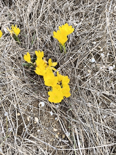 Winter Daffodil
