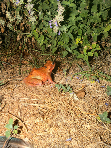 European Common Frog