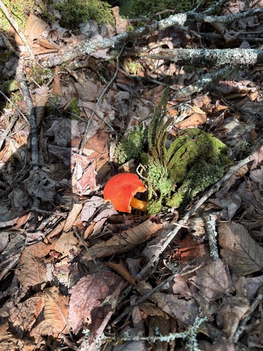 Waxcaps