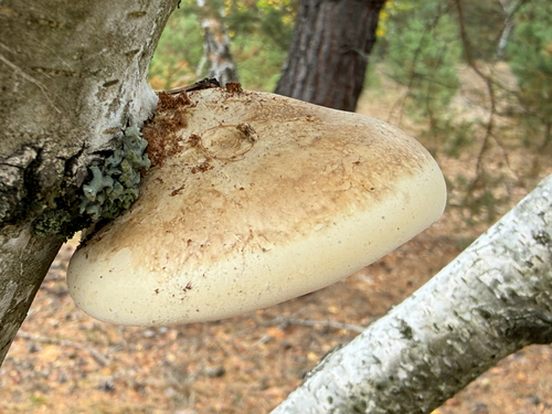 birch polypore