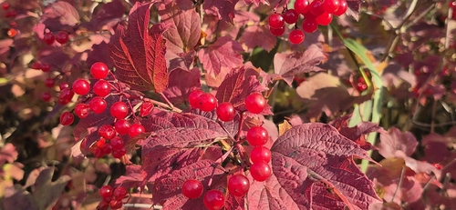 guelder-rose