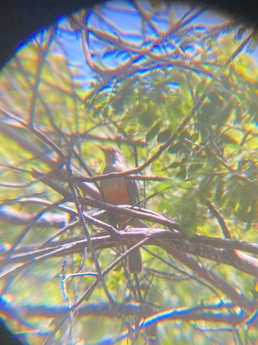 Rufous-bellied Thrush