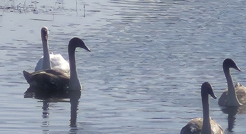Mute Swan