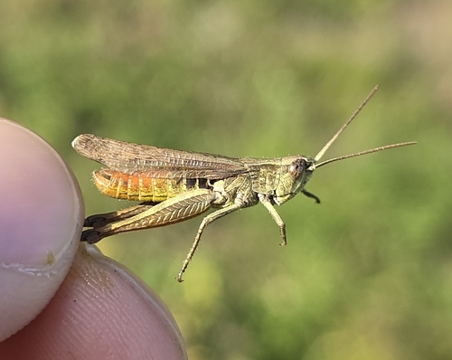 Steppe Grasshopper