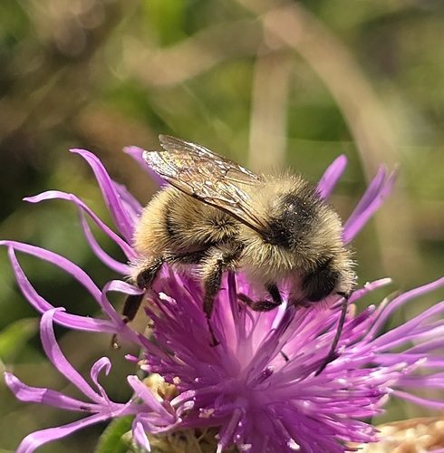 Shrill Carder-Bumble bee