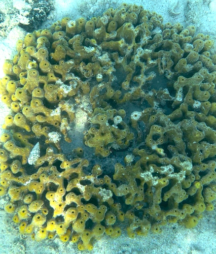 Gold Sponge