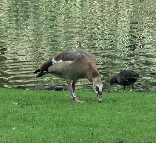 Egyptian Goose