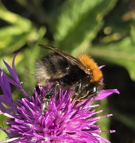 Tree Bumble Bee