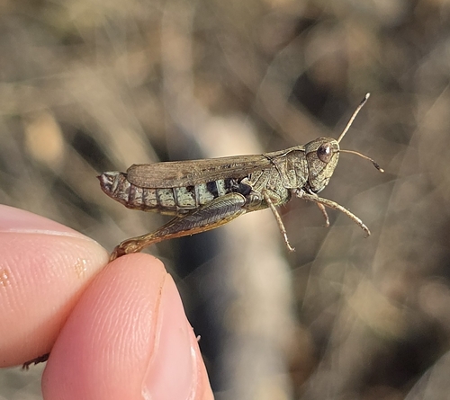 Rufous Grasshopper