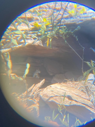 Rock Cavy