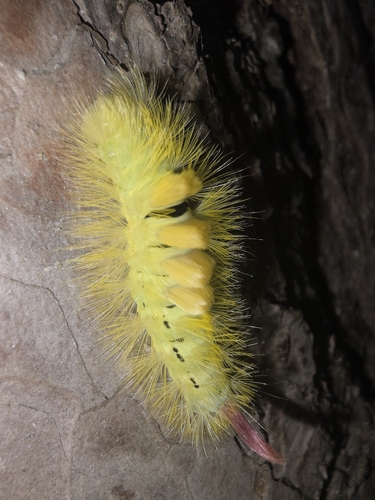 Pale Tussock Moth