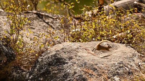 Least Chipmunk