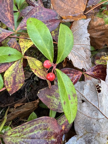 Eastern Teaberry