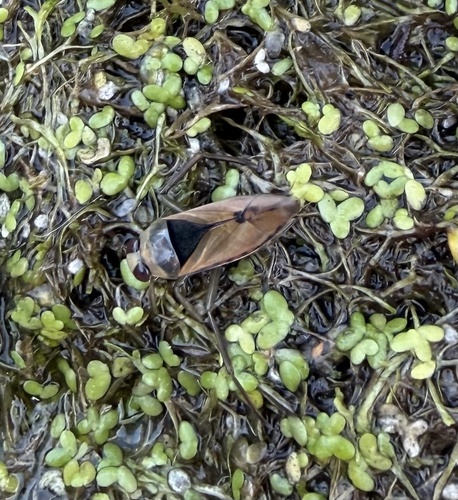 Eurasian Greater Water Boatman
