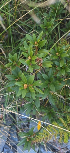 Rusty-leaved Alpenrose