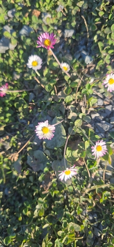Lawn daisy