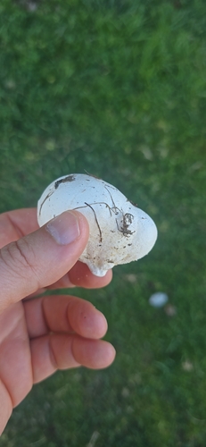 Meadow Puffball