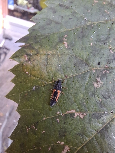 Asian Lady Beetle