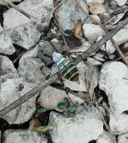 Wasp Spider