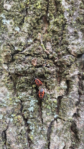European Firebug