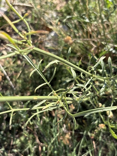 Cephalaria leucantha