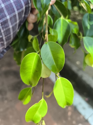 Weeping fig