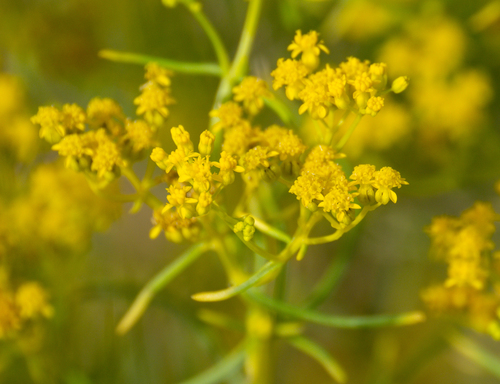 Threadleaf Glowwort