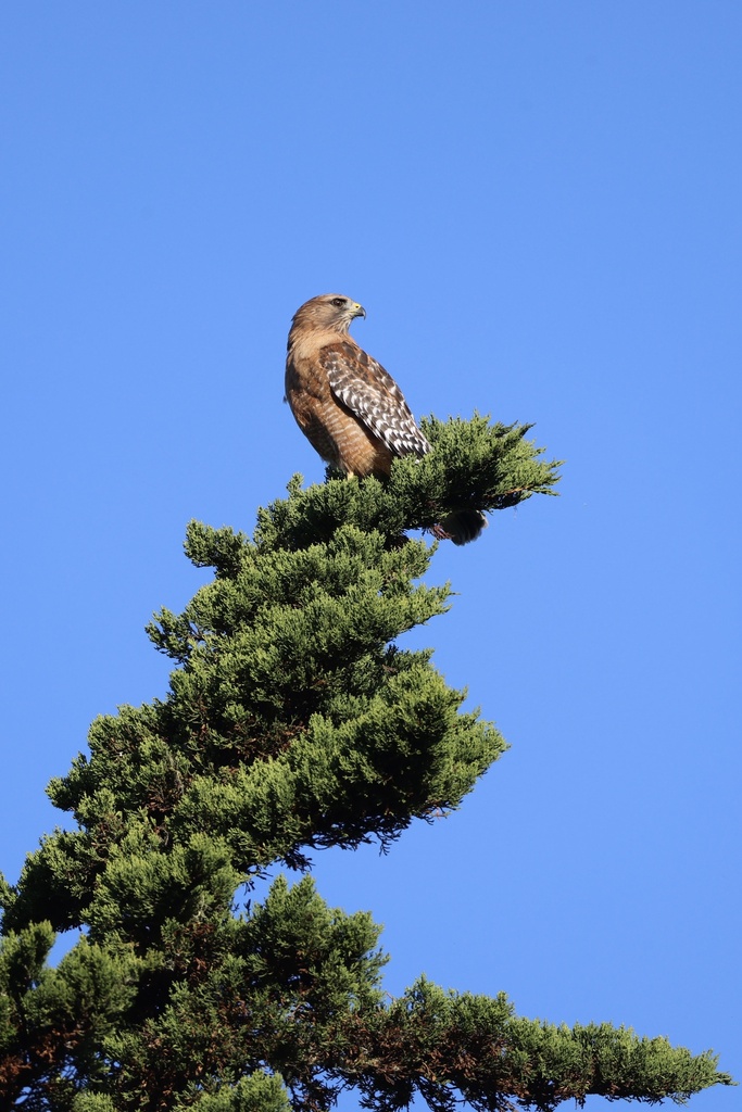 Red-shouldered Hawk