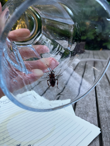 Western Conifer Seed Bug