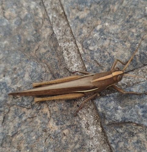 Schistocerca flavofasciata